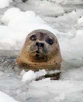 Seal greets visitors