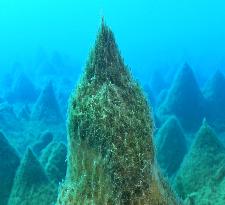 Benthic moss pillars in Antarctic lake