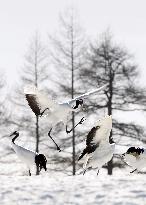 Cranes gather in snowy Hokkaido