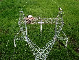 CHINA-HEILONGJIANG-ORIENTAL WHITE STORK (CN)