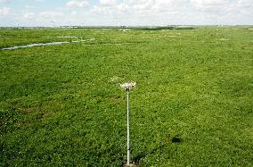 CHINA-HEILONGJIANG-ORIENTAL WHITE STORK (CN)