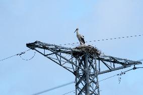 CHINA-HEILONGJIANG-ORIENTAL WHITE STORK (CN)