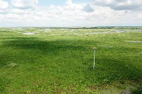 CHINA-HEILONGJIANG-ORIENTAL WHITE STORK (CN)