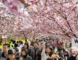 Kawazu 'sakura' cherry blossoms in full bloom
