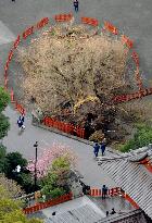 Ginkgo tree at Tsurugaoka Hachimangu falls down