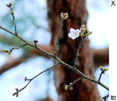 Cherry blossoms come out in Kochi, earliest on Japan's main islands