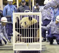 Panda leaves for China from Wakayama for breeding