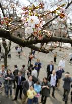 Cherry blossoms come out at Tokyo's Yasukuni Shrine