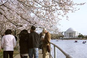 Cherry blossoms bloom in Washington
