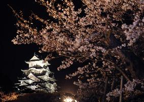 Japan castle and 'sakura' cherry blossom