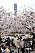 Sky Tree becomes new addition at cherry-blossom viewing
