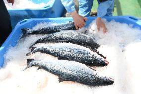 CHINA-SHANDONG-SELF-BRED DEEP-SEA ATLANTIC SALMONS-HARVEST (CN)