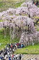 1,000-year-old cherry in full bloom in Fukushima Pref.