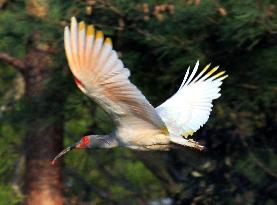 Japanese crested ibis