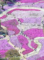 Pink flower 'carpet' in Japan