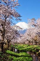 Cherry blossom in full bloom in village at foot of Mt. Fuji