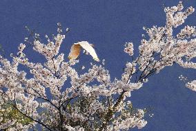 Crested ibis in Japan's Sado