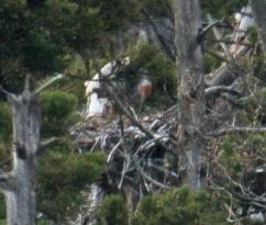 Crested ibis throws out another egg from nest
