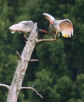 Crested ibis on Sado Island