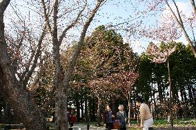 Cherry blossoms come out in Sapporo