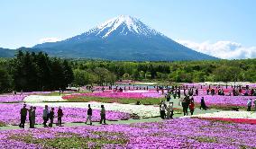 Pink flowers grace foot of Mt. Fuji