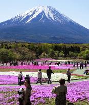 Pink flowers grace foot of Mt. Fuji