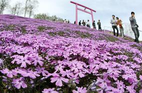 Pink flower 'carpet' in Hokkaido
