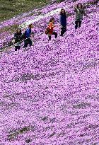 Pink flower 'carpet' in Hokkaido