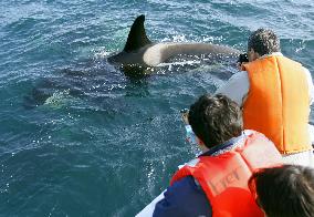 Killer whales delight tourists