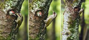 Young woodpecker leaves nest at Tokyo park