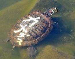 'Turtle' written on shell