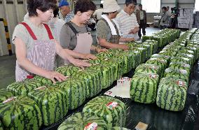 Shipments of square watermelons begin in Kagawa Prefecture