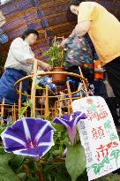 Annual morning-glory market begins