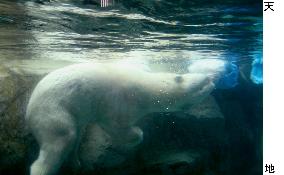 Polar bear with ice at zoo