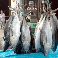Bluefin tuna imports from S. Korea increasing