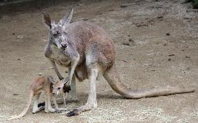 Old kangaroo mom busy raising joey in Japan zoo