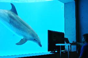 Dolphins' visual capacities tested in Japan