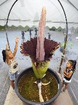 World's largest flower blooms