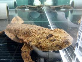 Japanese giant salamander at Smithsonian