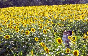 Sunflower garden in Japan