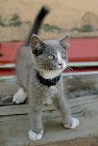 '4-eared' kitten in Russia