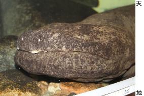 Japan's biggest giant salamander dies