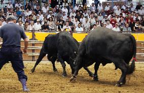 Bullfighting resumes