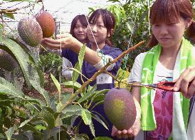 University students harvest mangos