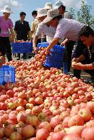 N. Korea farmers harvest apples