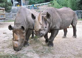 World's oldest black rhinos at zoo