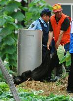 Bear captured alive in Kanazawa suburb