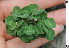 Japanese 56-leaf clover enters Guinness Book of Records