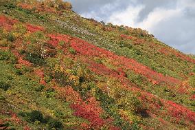 Autumn leaves on Hokkaido mountain