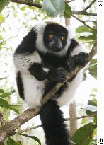 Endangered ruffed lemur